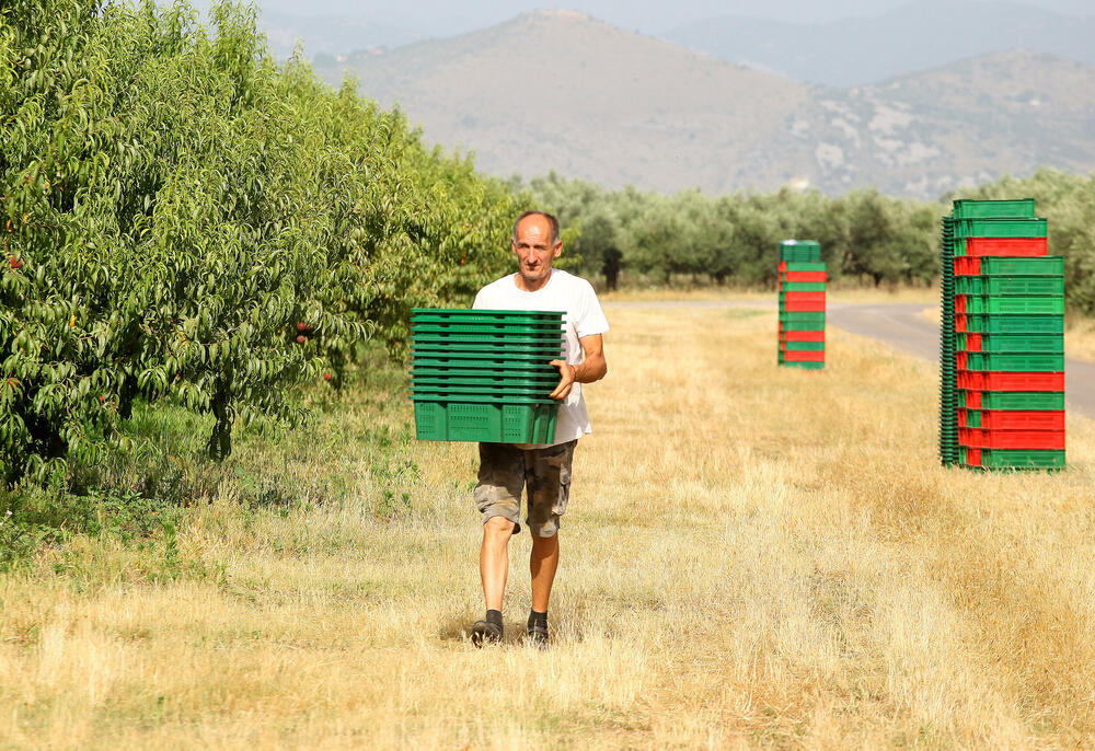 <p>Berači dobijaju 55 centi za gajbu voća tešku oko osam kilograma, prosječno dnevno zarade 20 do 30 eura. U državnoj firmi kažu da planiraju da uberu oko 800 tona breskvi, i da su na pola puta... Radnike moraju da obezbijede i za berbu miliona kilograma grožđa...</p>