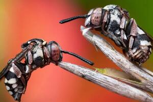 Dremka pčela, proždrljiva muva i insekt - najbolje fotografije...