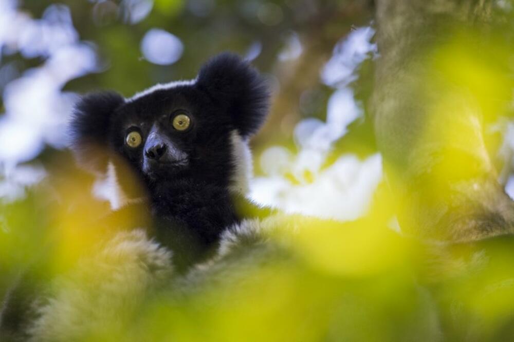 Lemur, Foto: F Carugati/University of Warwick