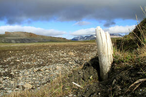 Šta je osudilo na propast populaciju mamuta na Vrangelovom ostrvu:...