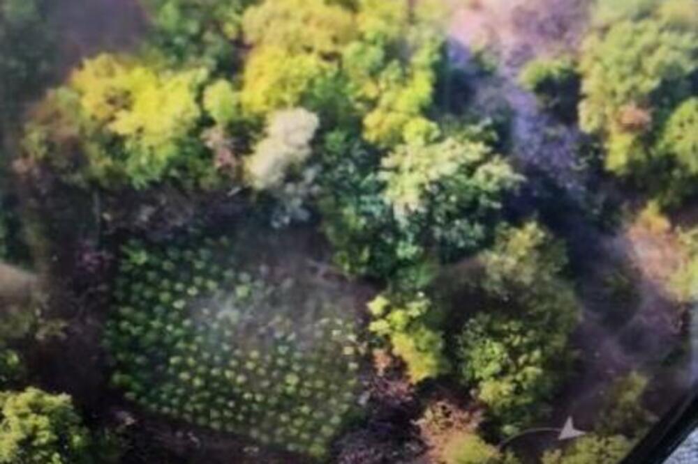 Dronom snimili plantažu marihuane, Foto: Skaj/Vijesti