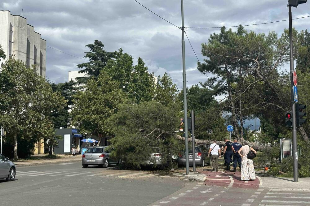 Posljedice nevremena: Oboreno stablo u naselju Zabjelo u Podgorici, Foto: Jovana Božović