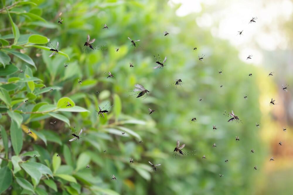 Nadležni tvrde da “zaprašuju”, građani da je komaraca sve više (ilustracija), Foto: Shutterstock