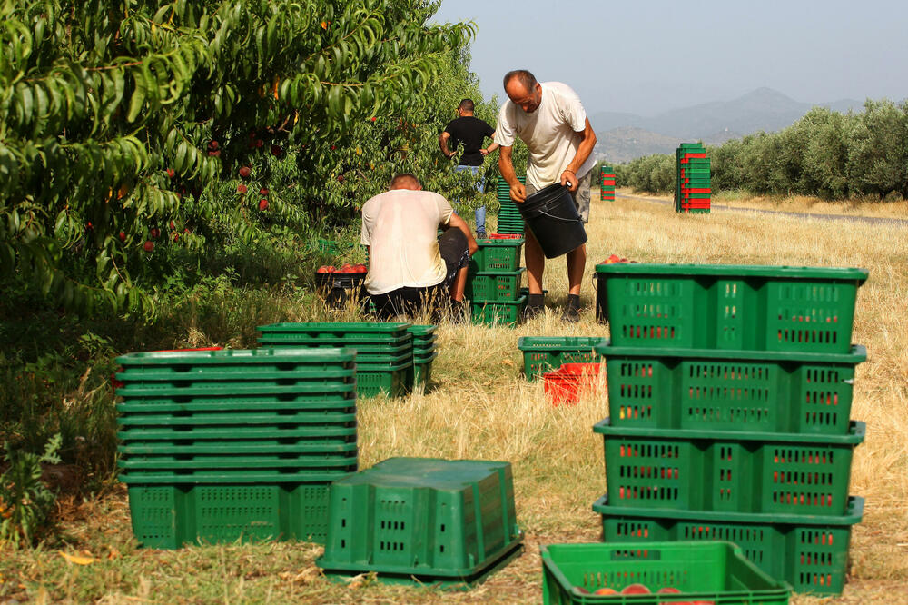 Račun blokiran za sporni iznos poreza od 300 hiljada eura: Plantaže, Foto: Luka Zekovic