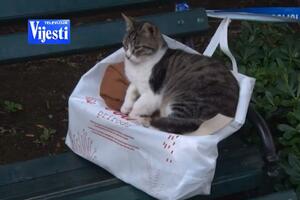 Mačke u Kotoru: Kao da znaju da je grad njihov
