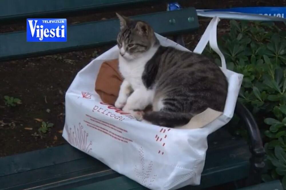 Jedna od kotorskih mačaka, Foto: Screenshot/TV Vijesti