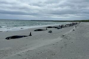 Na obali Škotske nasukalo se i uginulo 77 kitova