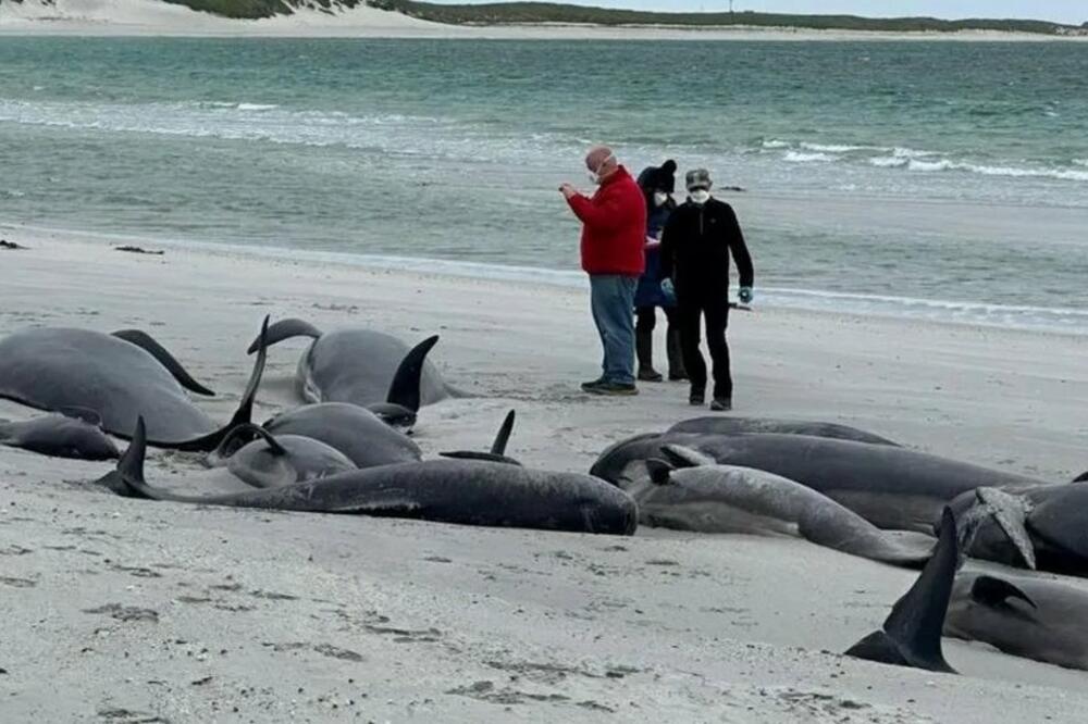 Stručnjaci dobrotvorne organizacije Britanski ronioci za spasavanje morskih životinja (BDMLR) su pogledali sve kitove koji su se nasukali na plaži Tresnesu na Orknijskim ostrvima, Foto: BBC