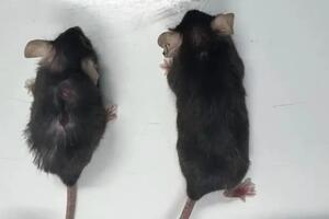 Medicina i starenje: Lijek produžio život miševima u laboratoriji,...