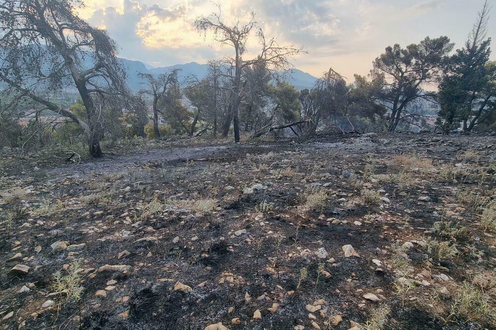 Vatromet izazvao požar na brdu Gorica, Foto: Nikola Saveljić