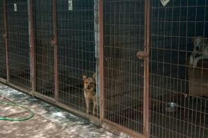 Sklonište za napuštene životinje u Podgorici pod ključem još mjesec