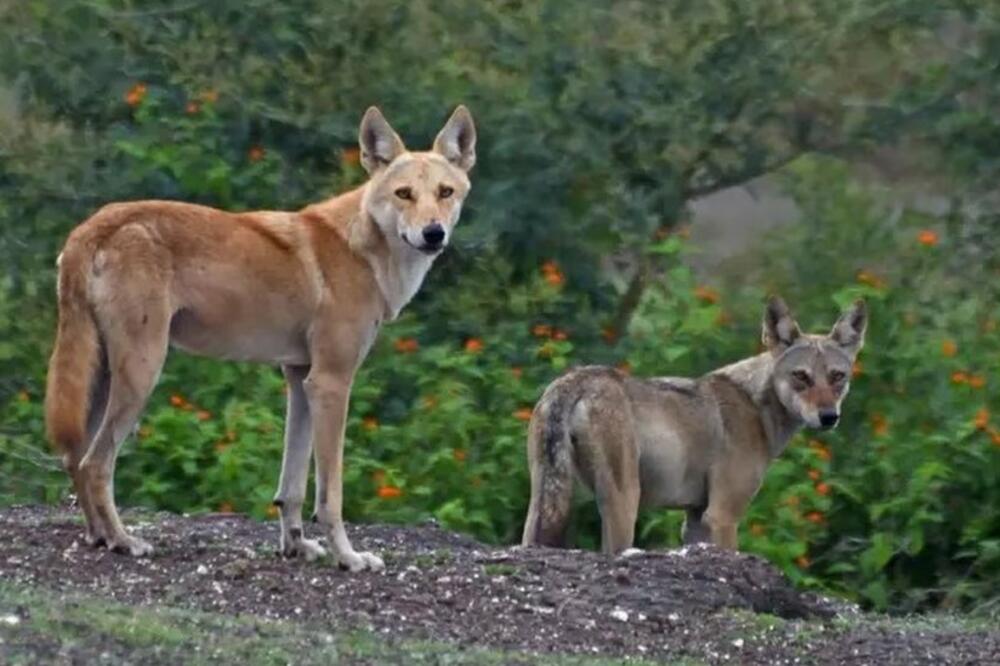 Foto: The Grassland Trust