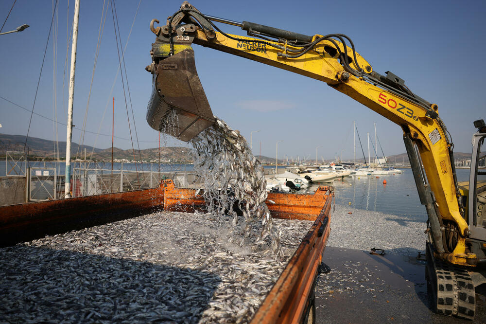 Bager ubacuje mrtvu ribu u kamion: Volos, Foto: Reuters