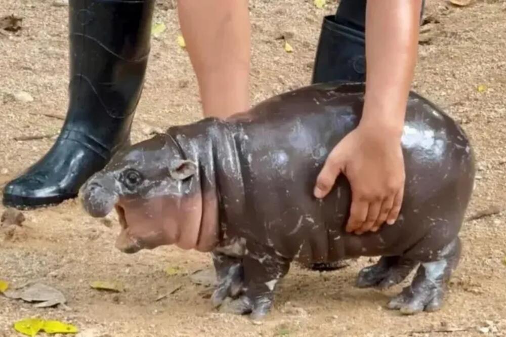 Zoološki vrt Khao Keo navodi da je Mu Deng udvostručila broj posjetilaca od kada se rodila u julu, Foto: Khao Kheow Open Zoo/X