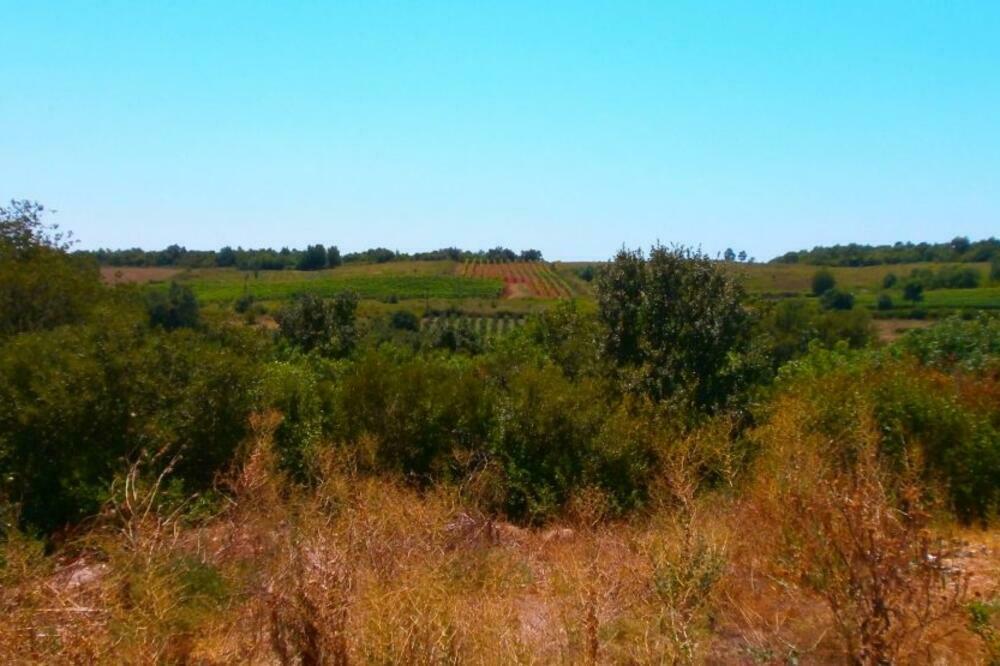 Vlada u četvrtak poništila odluku o zakupu zemljišta: Briska gora, Foto: Cin-CG