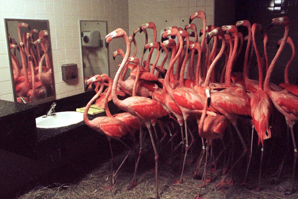 Flamingosi toaletu, Foto: Reuters