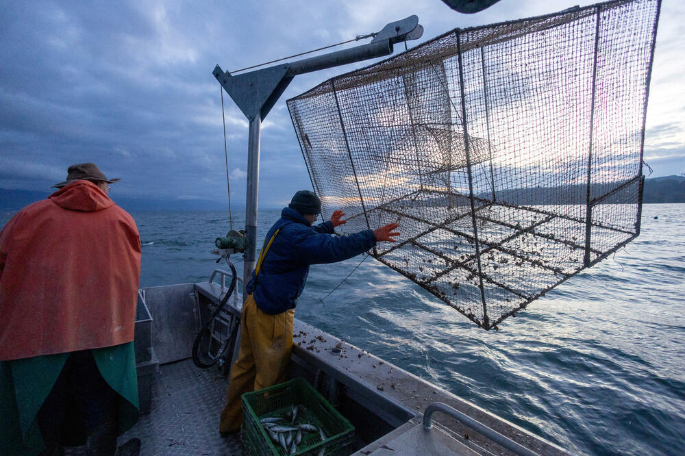 Dagnje kuaga u zamci za ribu dok je ribar Klod Deli i njegov sin Siril podižu iz jezera Nojšatel blizu Portalbana, Švajcarska, Foto: Reuters