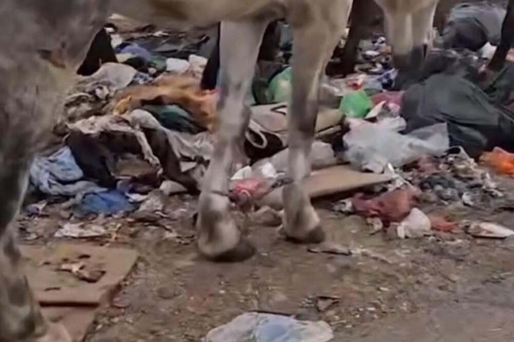 Foto: Prijatelji životinja Podgorica/Screenshot