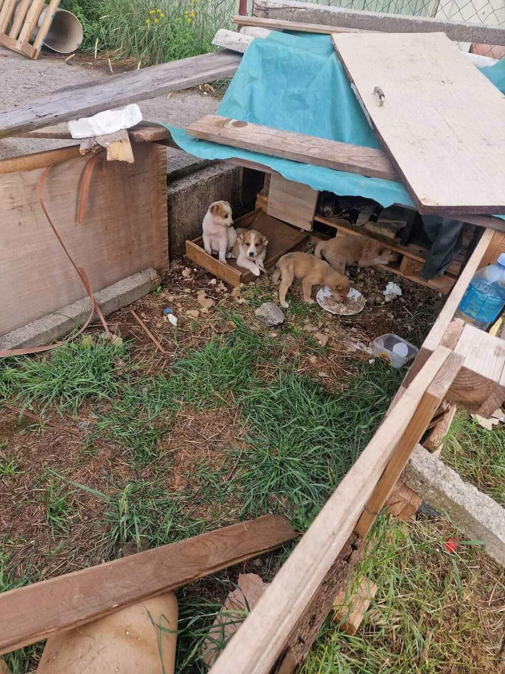 Mlade pse, zbog opasnosti od moguće zaraze, ne smiju da smjeste u sklonište na Vrelima