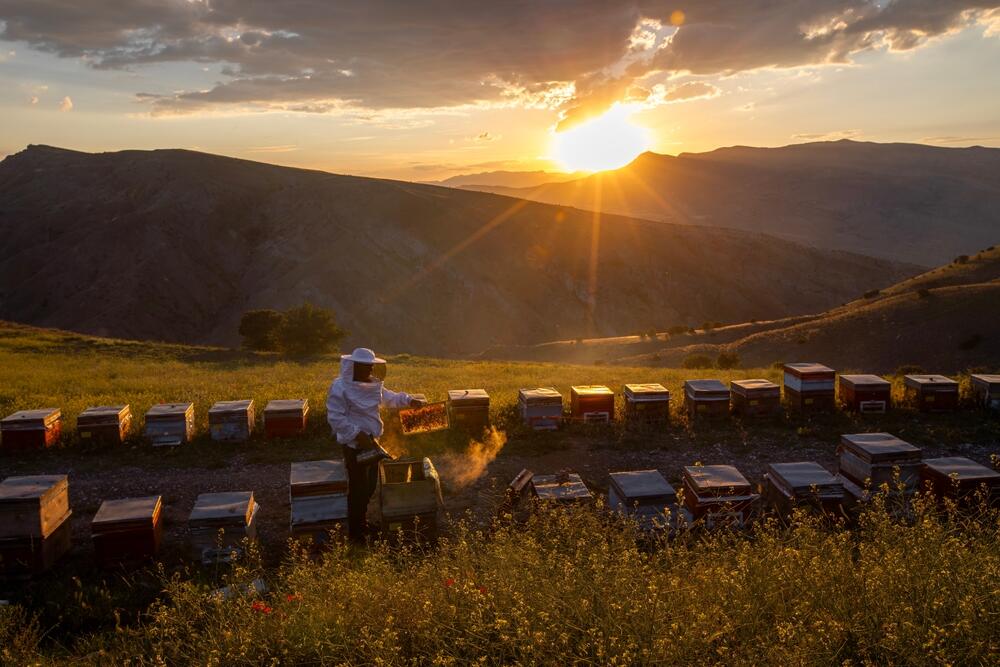 med, košnica