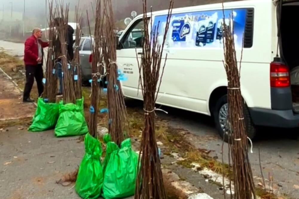 Neke od dodijeljenih sadnica, Foto: Opština Bijelo Polje