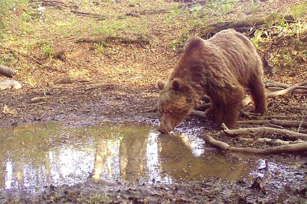 Medvjed uslikan u Parku prirode “Piva”, Foto: Park prirode Piva