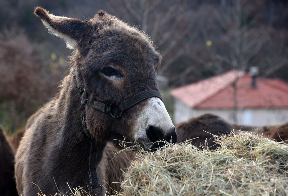 <p>“Farma” u danilovgradskom selu obilježiće uskoro deset godina.</p>  <p>U tih deset godina stalo je mnogo: od dva, farma je narasla u stalni dom za oko 70 magaraca, mnogo ih je koji su tu rođeni i srećno su udomljeni negdje širom Crne Gore.</p>  <p>Sa “Farme” je “izašlo” 11 naučnih i drugih radova - diplomskih, doktorata, magistratura..., a bilo je prosidbi, turista iz cijelog svijeta svih profesija</p>