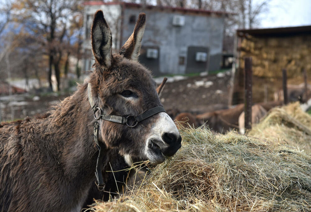 <p>“Farma” u danilovgradskom selu obilježiće uskoro deset godina.</p>  <p>U tih deset godina stalo je mnogo: od dva, farma je narasla u stalni dom za oko 70 magaraca, mnogo ih je koji su tu rođeni i srećno su udomljeni negdje širom Crne Gore.</p>  <p>Sa “Farme” je “izašlo” 11 naučnih i drugih radova - diplomskih, doktorata, magistratura..., a bilo je prosidbi, turista iz cijelog svijeta svih profesija</p>