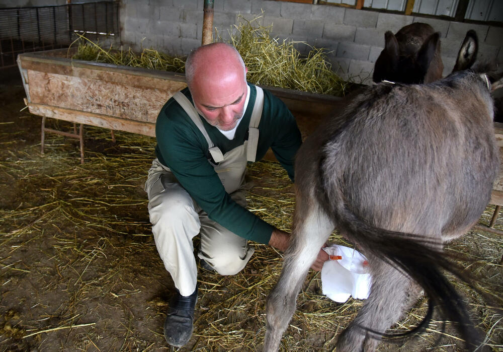 <p>“Farma” u danilovgradskom selu obilježiće uskoro deset godina.</p>  <p>U tih deset godina stalo je mnogo: od dva, farma je narasla u stalni dom za oko 70 magaraca, mnogo ih je koji su tu rođeni i srećno su udomljeni negdje širom Crne Gore.</p>  <p>Sa “Farme” je “izašlo” 11 naučnih i drugih radova - diplomskih, doktorata, magistratura..., a bilo je prosidbi, turista iz cijelog svijeta svih profesija</p>