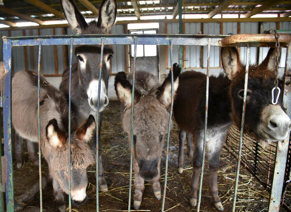 <p>“Farma” u danilovgradskom selu obilježiće uskoro deset godina.</p>  <p>U tih deset godina stalo je mnogo: od dva, farma je narasla u stalni dom za oko 70 magaraca, mnogo ih je koji su tu rođeni i srećno su udomljeni negdje širom Crne Gore.</p>  <p>Sa “Farme” je “izašlo” 11 naučnih i drugih radova - diplomskih, doktorata, magistratura..., a bilo je prosidbi, turista iz cijelog svijeta svih profesija</p>