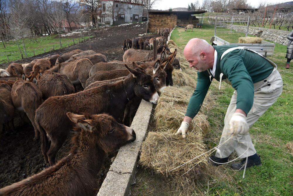 <p>“Farma” u danilovgradskom selu obilježiće uskoro deset godina.</p>  <p>U tih deset godina stalo je mnogo: od dva, farma je narasla u stalni dom za oko 70 magaraca, mnogo ih je koji su tu rođeni i srećno su udomljeni negdje širom Crne Gore.</p>  <p>Sa “Farme” je “izašlo” 11 naučnih i drugih radova - diplomskih, doktorata, magistratura..., a bilo je prosidbi, turista iz cijelog svijeta svih profesija</p>