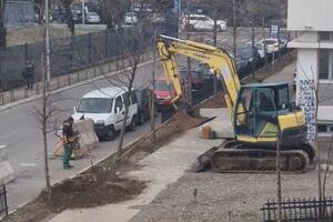 Uklanjaju drvo jer CEDIS gradi parking?